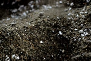 Närbild på mörk jord med vita pluttar i.