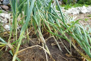 En pallkrage med vitlöksblast som lagt sig ner.