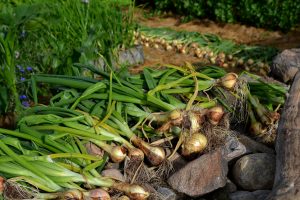Lök ligger för att torka på stenmur och halm på marken.