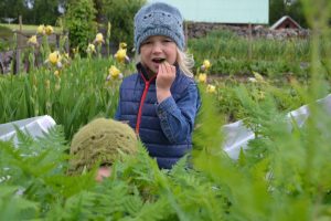 Ett barn äter körvel i köksträdgården.