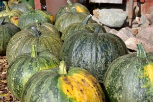 Många skördade pumpor ligger samlade.