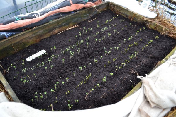 skillnadenstradgard_varmbank_sadd-600x400