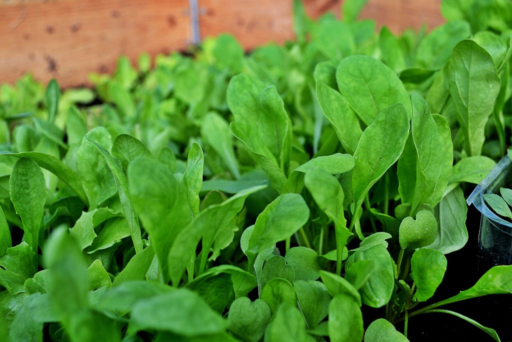 skillnadenstradgard_rucola_kallbank-1024x683