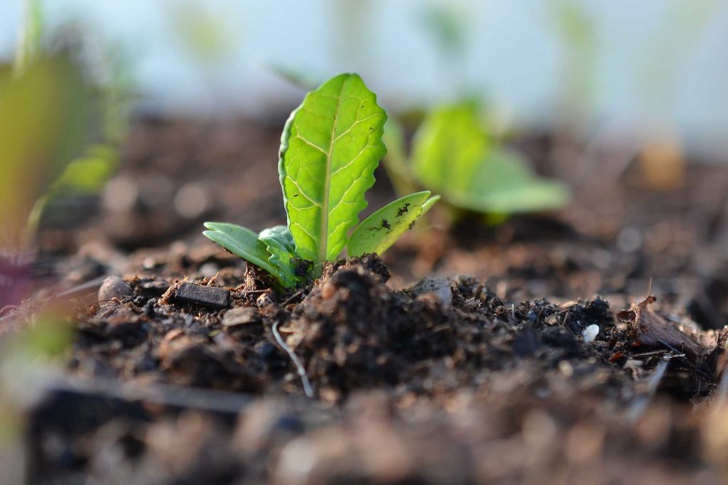 skillnadenstradgard_kal_planta-1024x682