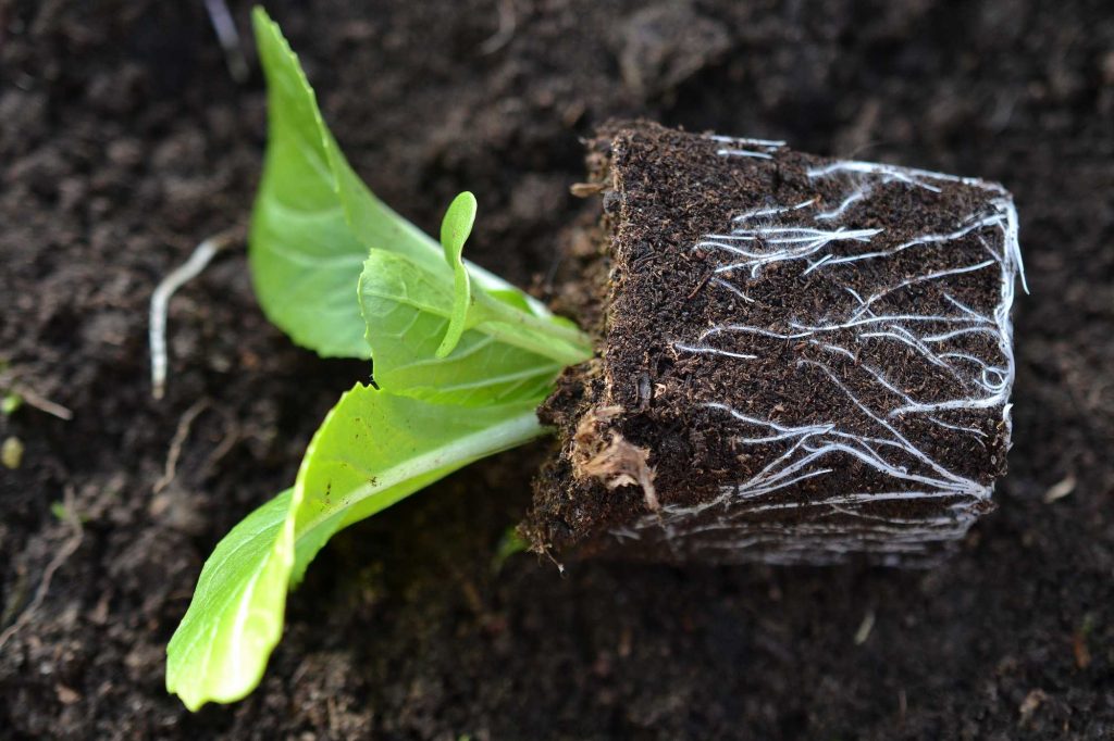 skillnadenstradgard_salladskal_planta-1024x682