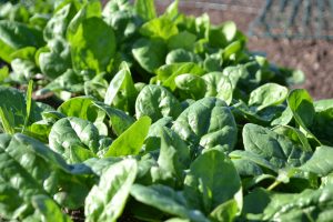 En bred tät matta av gröna spenatblad.