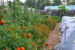Blommande orange tagetes och halvhöga tomatplantor tillsammans.