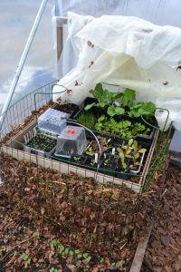 Massor av sådder i små tråg står överst i en varmbänk gjord med hjälp av kompostgaller.