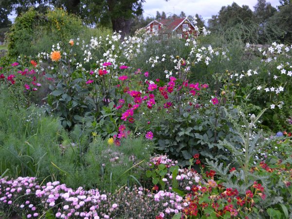 En bomstrande trädgård med höga sommarblommor i olika färger.