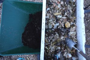 En skottkärra med frigolitlåda ovanpå och kompost i lådan.