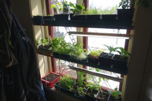 Ett välfyllt fönster med plantor och växtbelysning i en hall.