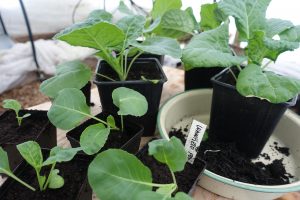 Friska kålplantor i kruka på ett bord.