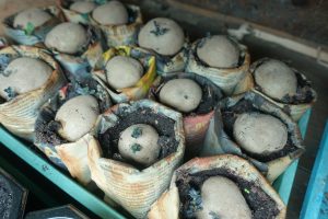 Ett tråg med papperskrukor med sättpotatis i.