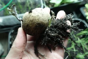 En liten sättpotatis ligger i min hand med väl utvecklat rotsystem och en liten grodd.