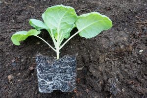 En vacker planta utan kruka, där rotsystemet tydligt syns mot jorden.