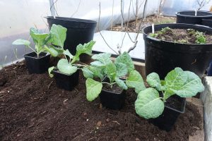 Vackra kålplantor i matt grön färg i en bädd med svart jord i tunnelväxthus.