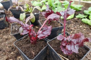 Två vinröda små plantor i svarta, fyrkantiga krukor. Bakom dem syns mera bladgrönt i klara nyanser.