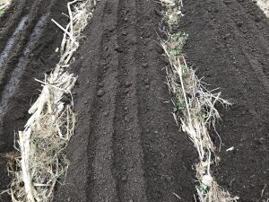 Närbild på en krattad bädd där tre rader dragits upp över varje bädd.