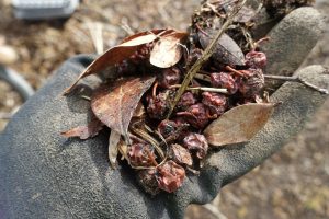 En hand med handske håller en näve torkade blåbär.