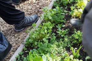 Plantor av sallat, persilja, trädgårdsporultak och fler andra växer i en odlingsbädd. Runt finns en sarg av trä och utanför den träflis.