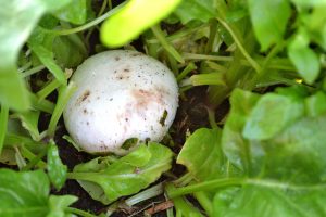 En vit champinjon omgiven av gröna spenatblad.