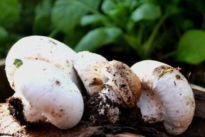 En hög med champinjoner ligger framför en bädd av spenat.