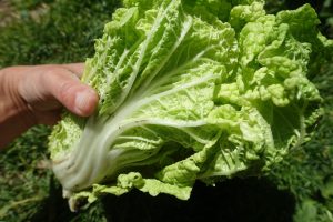 Sara håller ett ljusgrönt huvud av salladskål i handen.