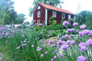 Gräslök blommar och ett rött hus syns i bakgrunden.