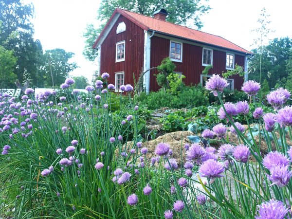 Gräslök blommar och ett rött hus syns i bakgrunden.