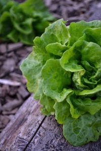 Stående bild på två sallatshuvuden på ett vedträ.