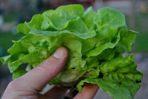 Ett minihuvud i min hand.