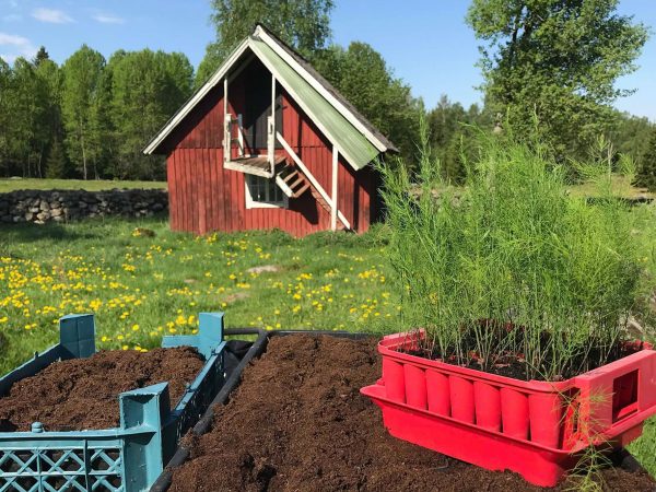 På en bänk mitt i den idylliska landsbygden står tråg fyllda med jord och ett pluggbrätte sprängfyllt med små sparrisplantor.