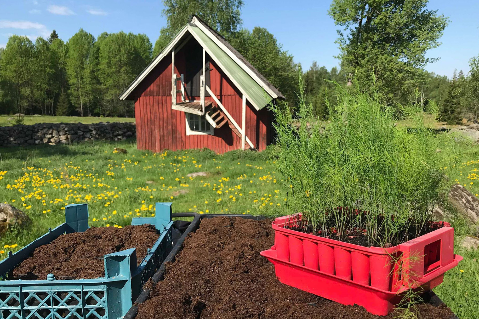 På en bänk mitt i den idylliska landsbygden står tråg fyllda med jord och ett pluggbrätte sprängfyllt med små sparrisplantor.