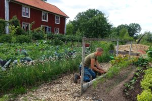 En övergripande bild på köksträdården där Sara planterar vid en enkel spalje av träpinnar.