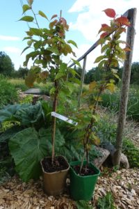 Närbild på de två plantorna i olikfärgade krukor, en hanplanta och en honplanta, med rödtonade blad.