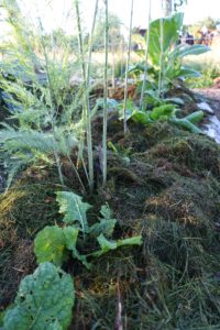 Närbild på täckodlingen där sparris tittar upp ur matierlaet, liksom gröna blad.