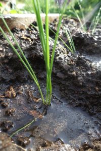 Närbild på purjolöksplantor som är satta i en lite grop, det står vatten runt plantan.