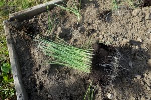 Ett knippe med purjolök i små plantor ligger på jorden.