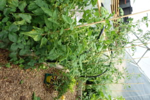Bild av tomatplantor som växer längs insidan av växthusväggen, men pinnar som stöttor.