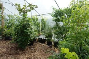 Ett hörn av tunnelväxthuset. Frodigt med grönska högt och lågt runt den flisade bädden.