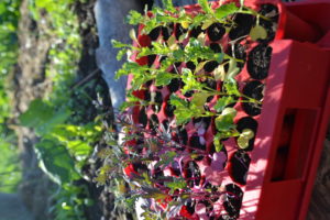 Närbild av ett rött pluggbrätte med små röda och illgröna plantor i.