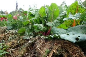 En täckodlad bädd med mängder av trädgårdsskräp och mangold som växer där i.