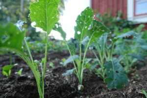 En bild på små plantor av svartkål, fotograferade något underifrån.