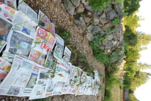 En lång odlingsbädd täckt med tidningar.
