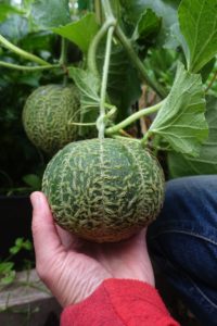 Sarads hand håller i en liten melon som växer på en planta.