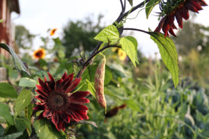 Vackra röda sommarrudbeckior växer ikapp med rosaspräckliga bönskidor.