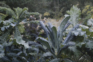 Närbild av frodig kål.