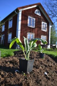 En bild på en planta i svart kruka, ståendes på jorden med ett stort rött trähus i bakgrunden.