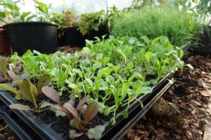 Odlingstråg med små plantor i grönt och rött.