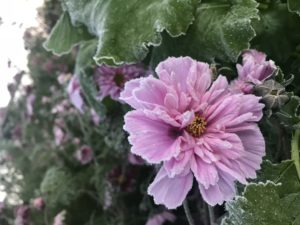 Närbild på en frusen rosenskära.